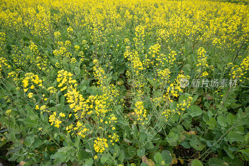 金色的油菜花在春天盛开