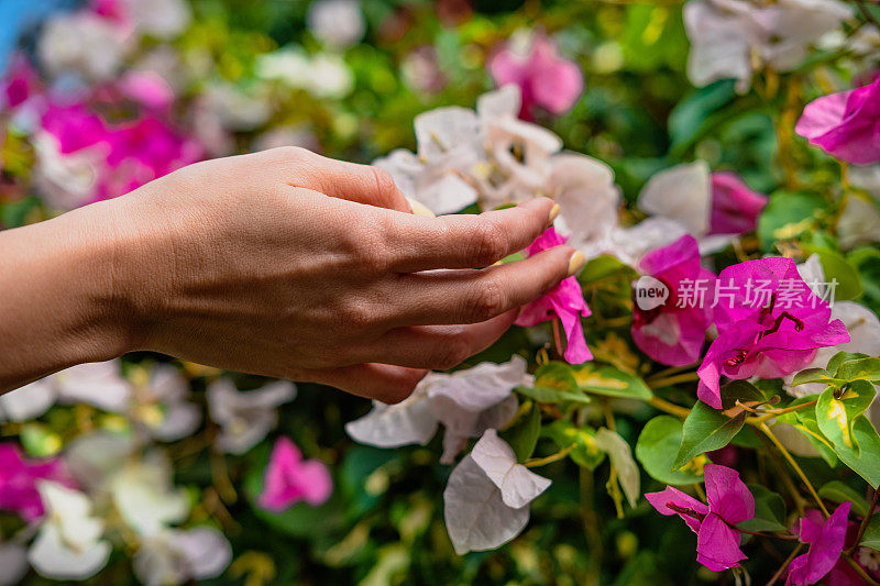 用手触摸粉红色的花朵。