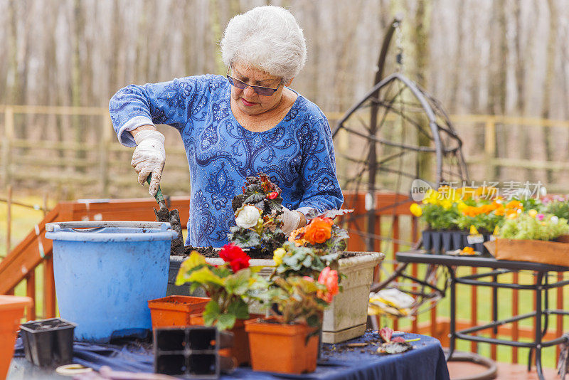 春天的园艺。集中地，老年妇女用勺子将花苗移植到一个新的花盆中。