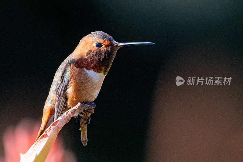 艾伦的蜂鸟栖息