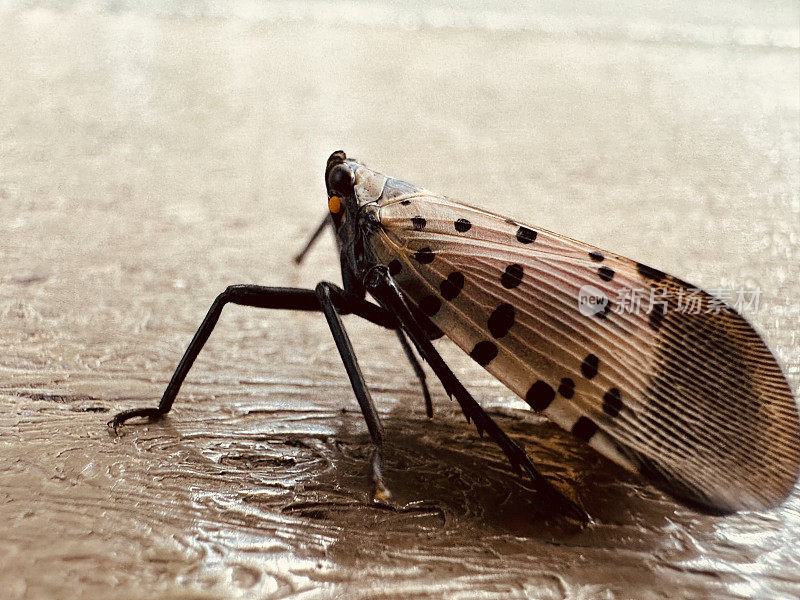 Lanternfly