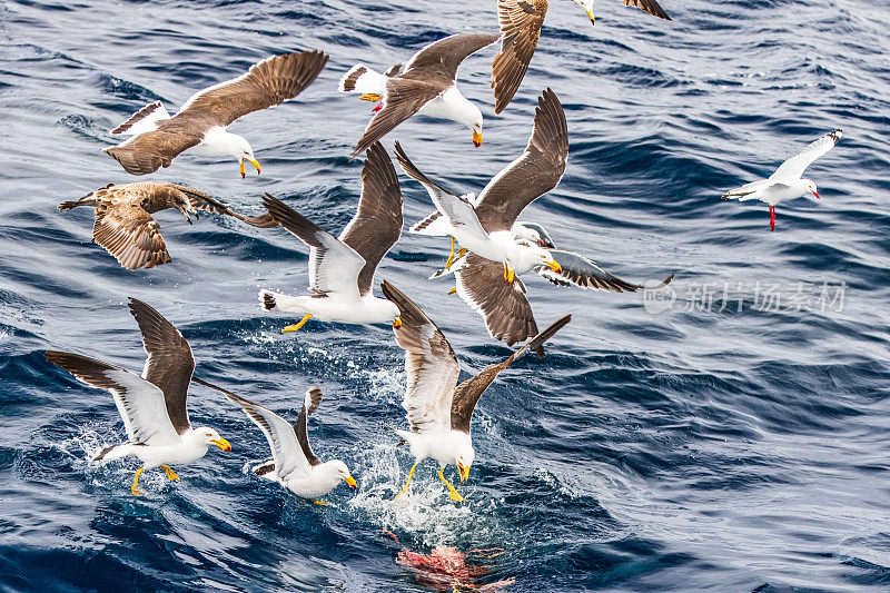 一大群海鸟或海鸥在海面上疯狂地觅食