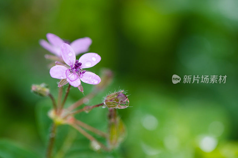 花上的水滴