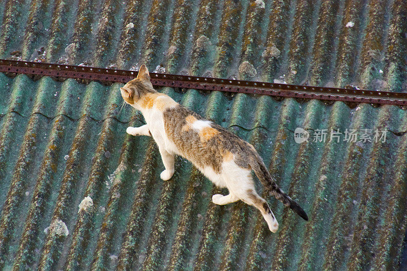 猫在屋顶上行走