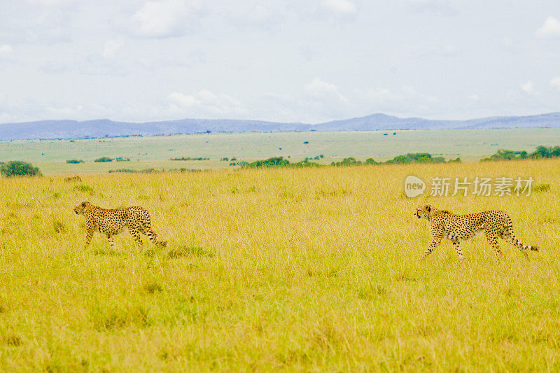 猎豹兄弟在非洲狩猎
