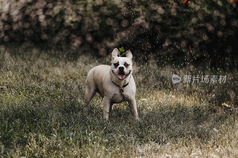 洒水车里的斗牛犬