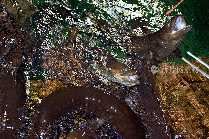 水族馆里长鳍鳗鱼的喂食时间