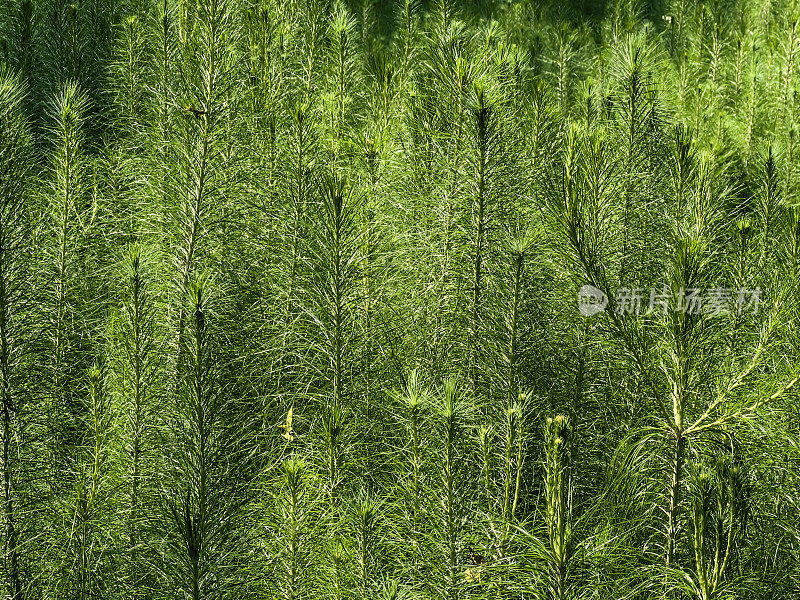 植物苗圃