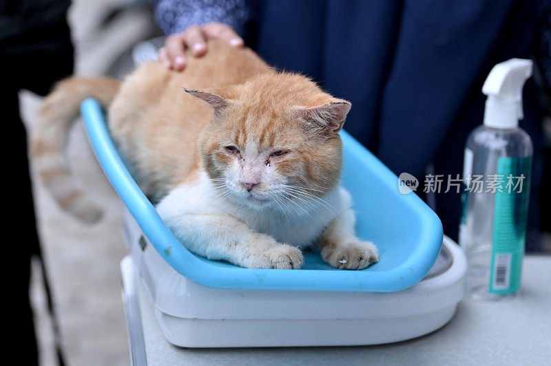 处理市场上发现的流浪猫