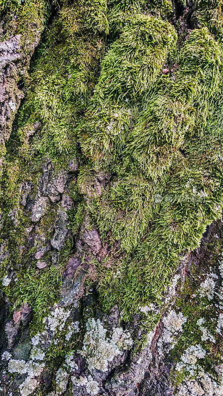 老黑杨树树皮覆盖苔藓和地衣生长细节