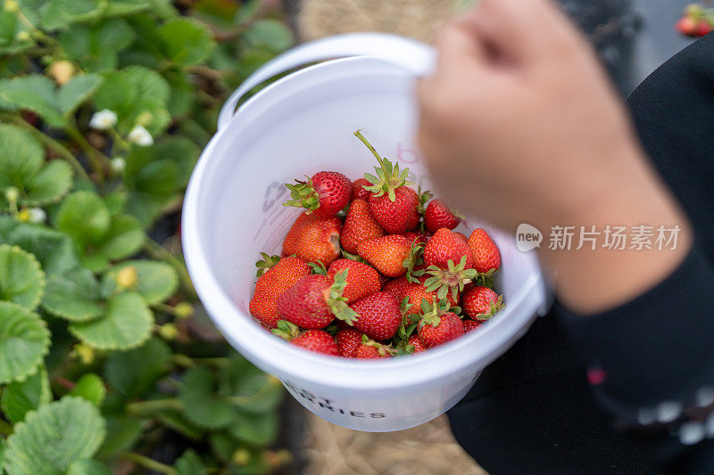 孩子拿着一桶新鲜采摘的草莓