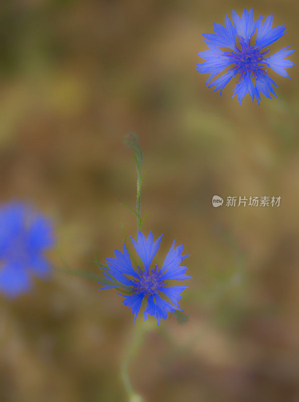 英国乡村花园里的矢车菊