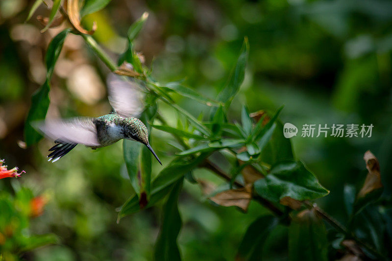 花园的宝石:飞行中的雌性蜂鸟