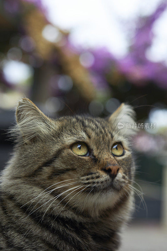 这是一只长着长发和美丽眼睛的流浪虎斑猫的肖像