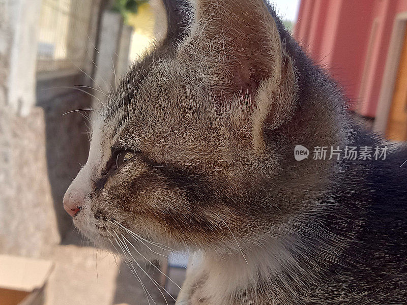 小猫看的背景