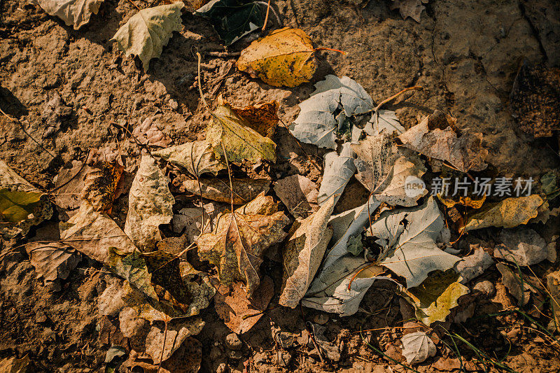 森林地面上丰富的秋叶俯视图，背景图像带有复制空间