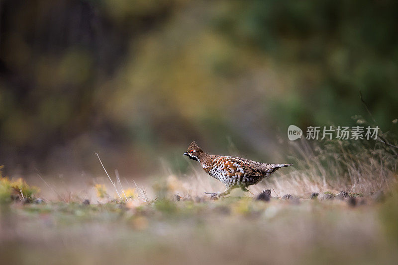 榛松鸡(榛松鸡)，榛母鸡。