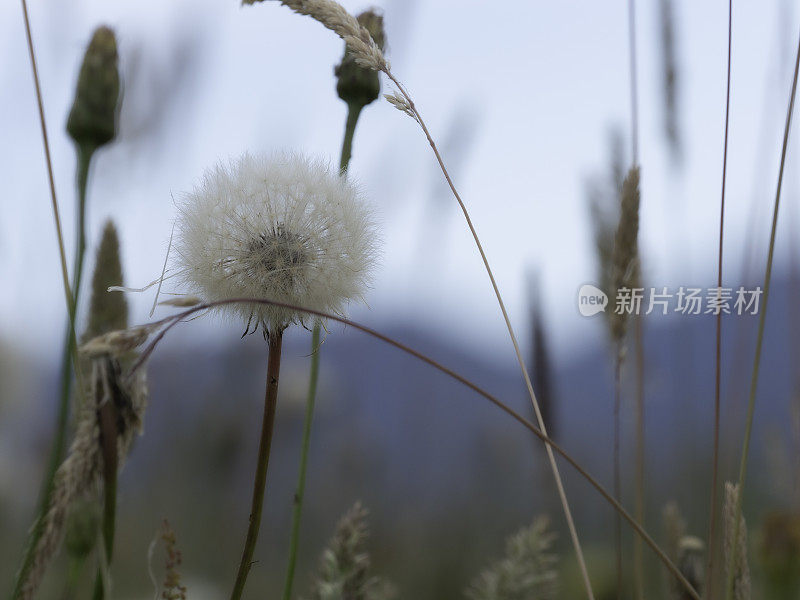 草地和天空的背景