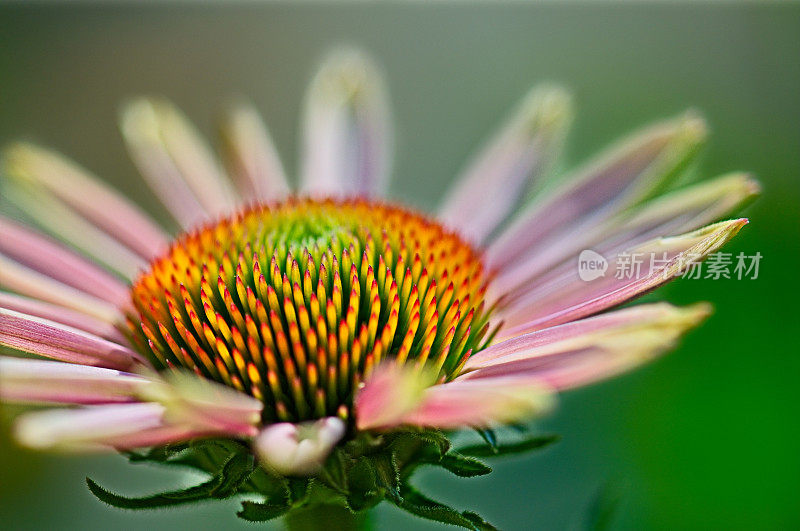 紫锥菊特写