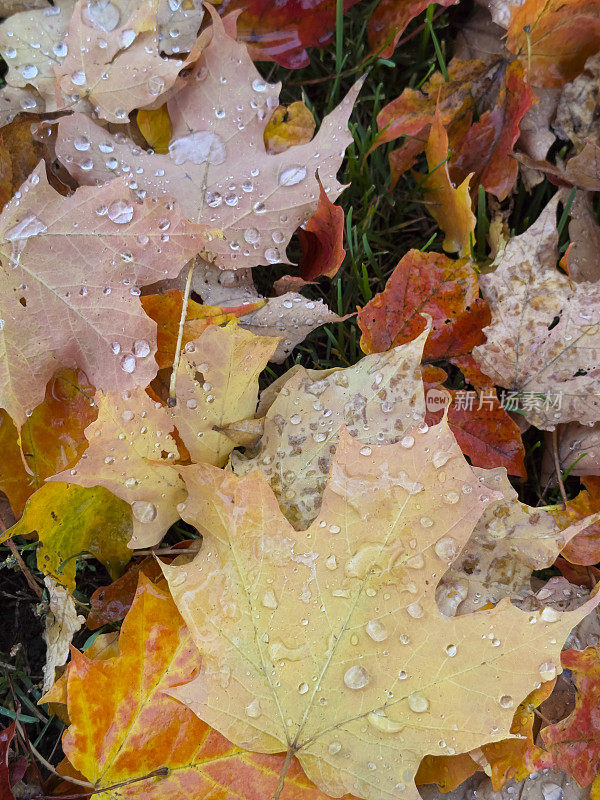 落下的秋叶上沾满了水珠
