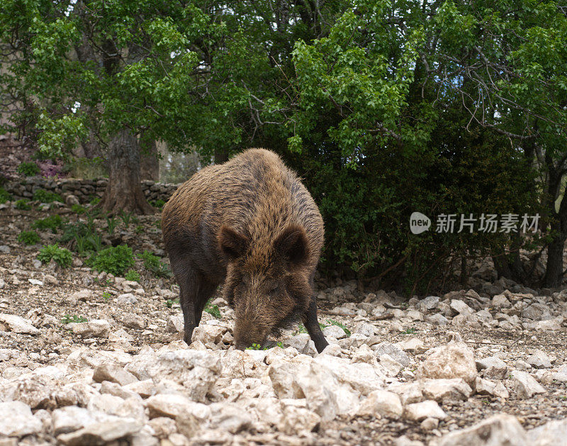 野猪吃草