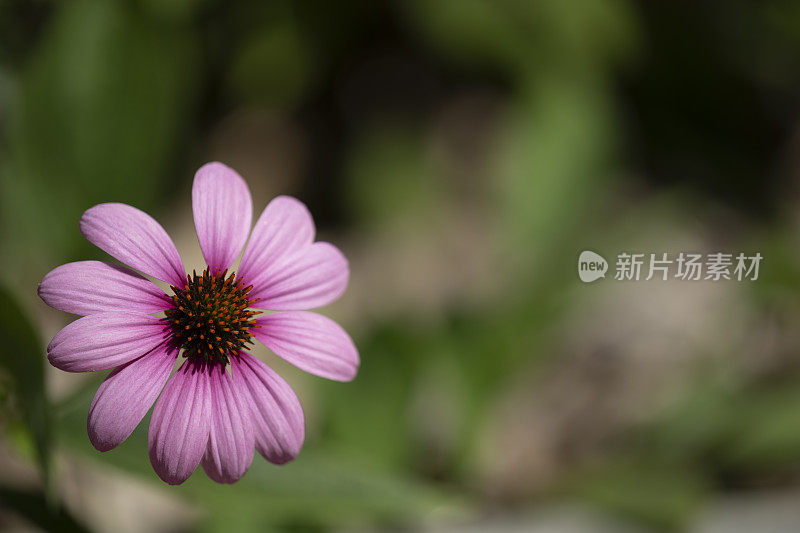 紫色圆锥花的特写