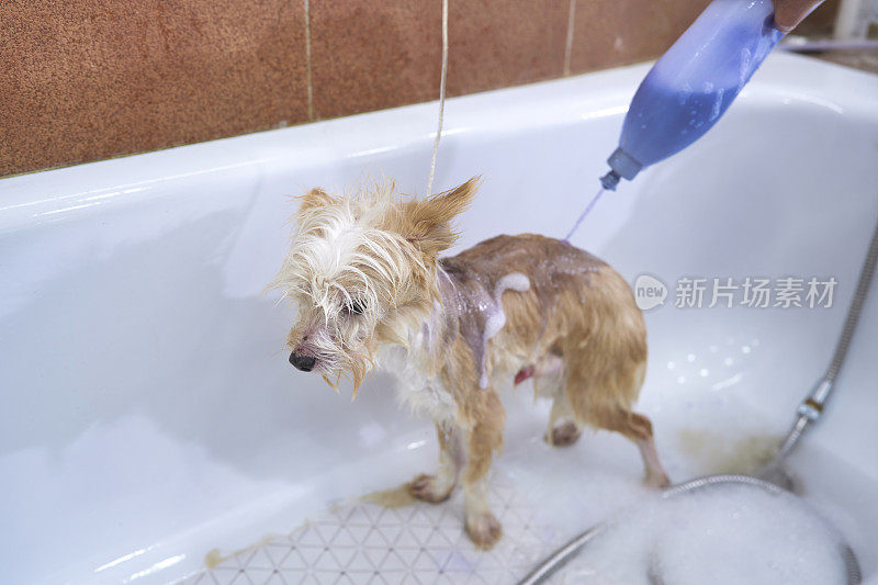 女兽医在兽医诊所给一只小型混血狗洗澡，并给它涂上狗胶