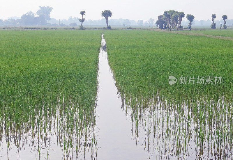 稻田在收获前被水淹没，肥沃平原上的稻苗绿了