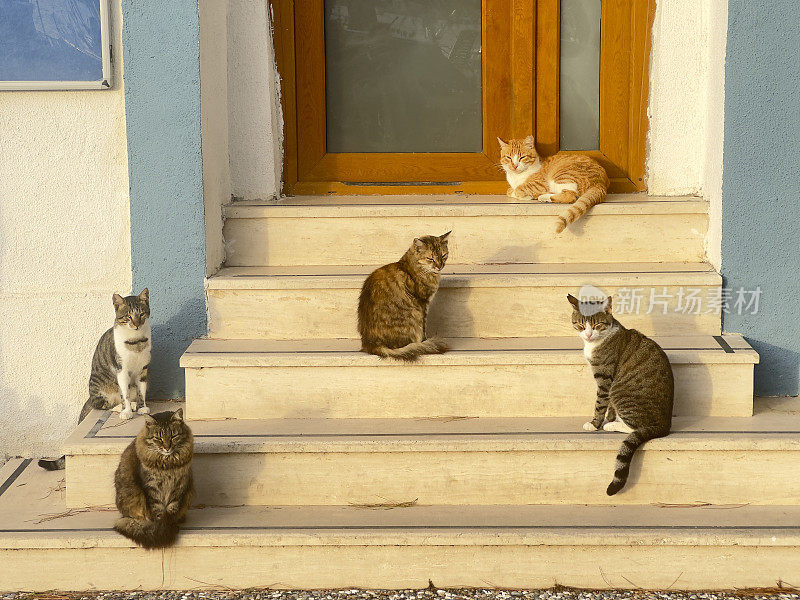 一大群流浪猫在城市街道上