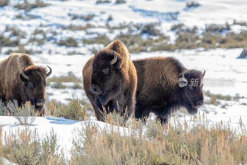 北美美国西部怀俄明州黄石公园的野牛或水牛在雪地中行进