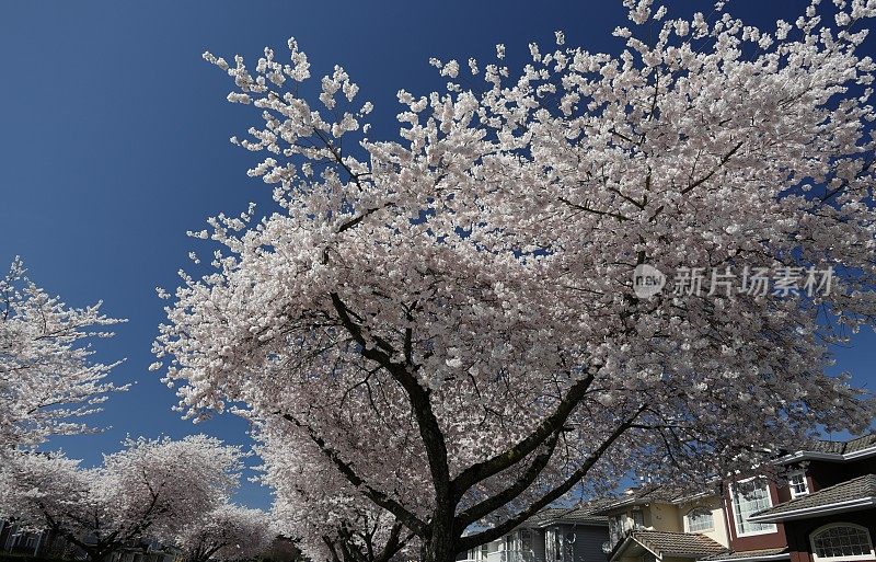 加拿大本拿比牛津街的樱花