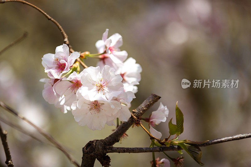 樱花树。