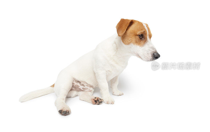 年轻的杰克罗素梗狗坐在白色的背景