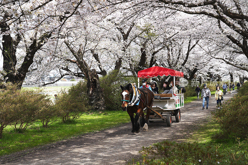 在北上天町公园，马车可以观赏春天的樱花。