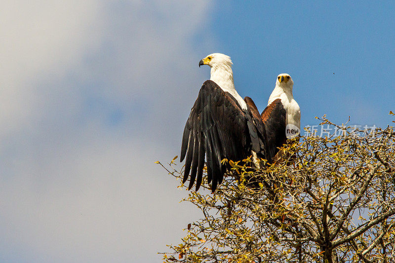在南非的克鲁格国家公园里，两只非洲鱼鹰坐在树梢上，一只展开翅膀，映照在湛蓝的天空下。