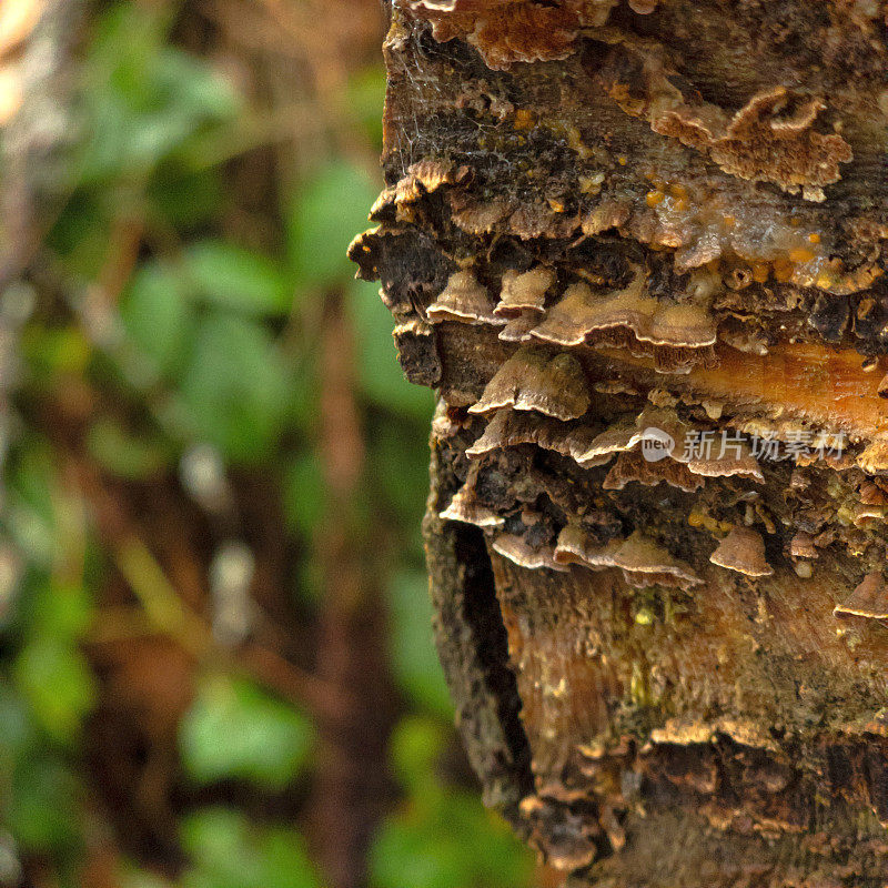 森林的低语:古老树皮上支架真菌的亲密一瞥