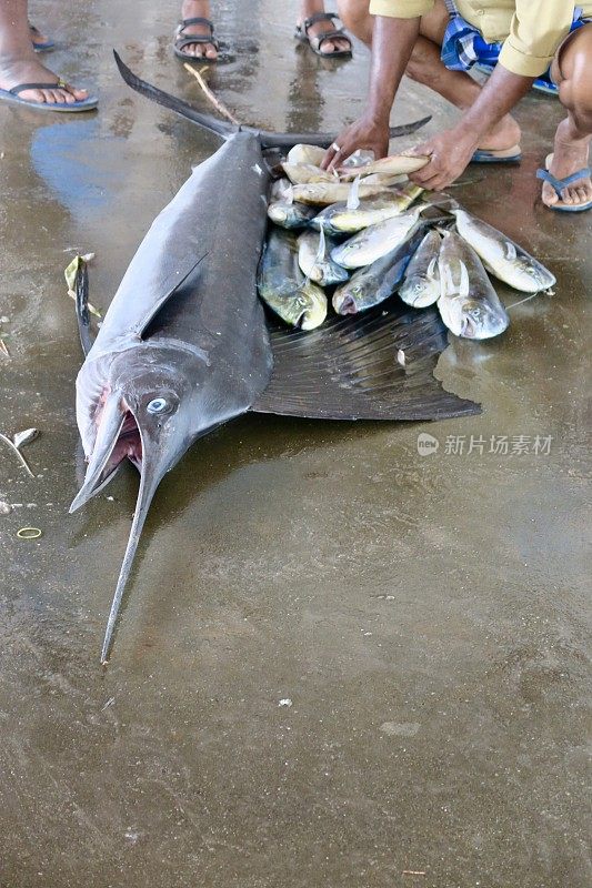 在印度南部喀拉拉邦附近的印度洋上，旗鱼、旗鱼、剑鱼和其他海鱼在海鲜市场拍卖的地板上