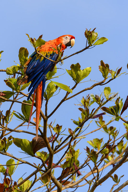 绯红金刚鹦鹉栖息在一棵高大的树上。