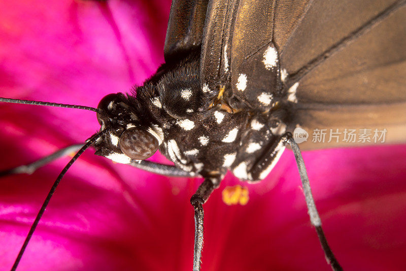 从上往下看，一个普通的乌鸦蝴蝶的euploea核坐在一个粉红色的花上。黑白斑点蝴蝶