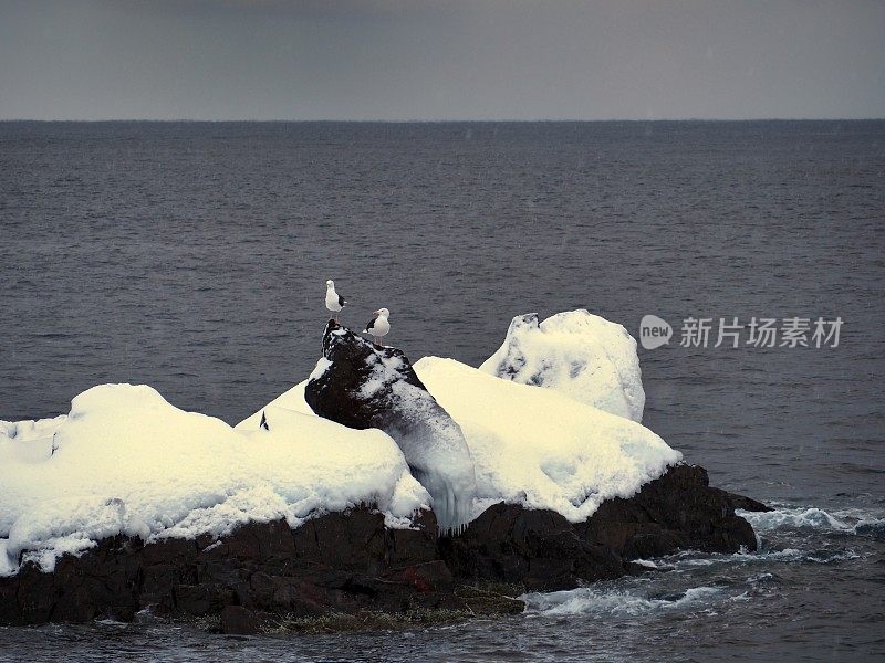 冰冻小岛上的两只海鸥