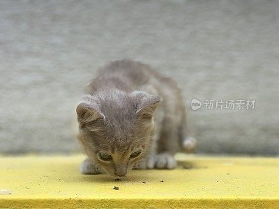 虎斑霜小猫