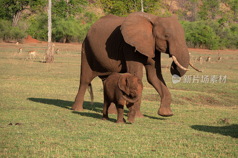 非洲象妈妈和小象