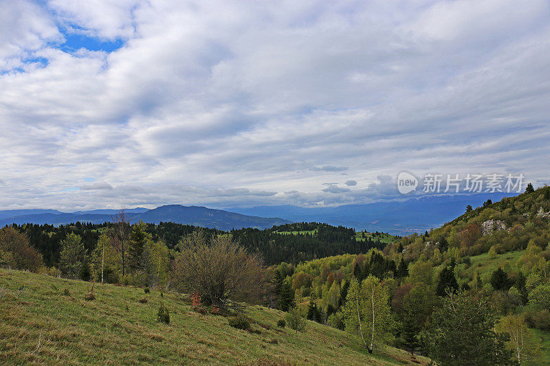 彩色森林在Ozren山-波斯尼亚和黑塞哥维那