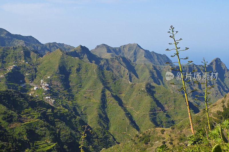 美妙的绿色景观。阿纳加山脉位于加那利群岛特内里费岛东北部。