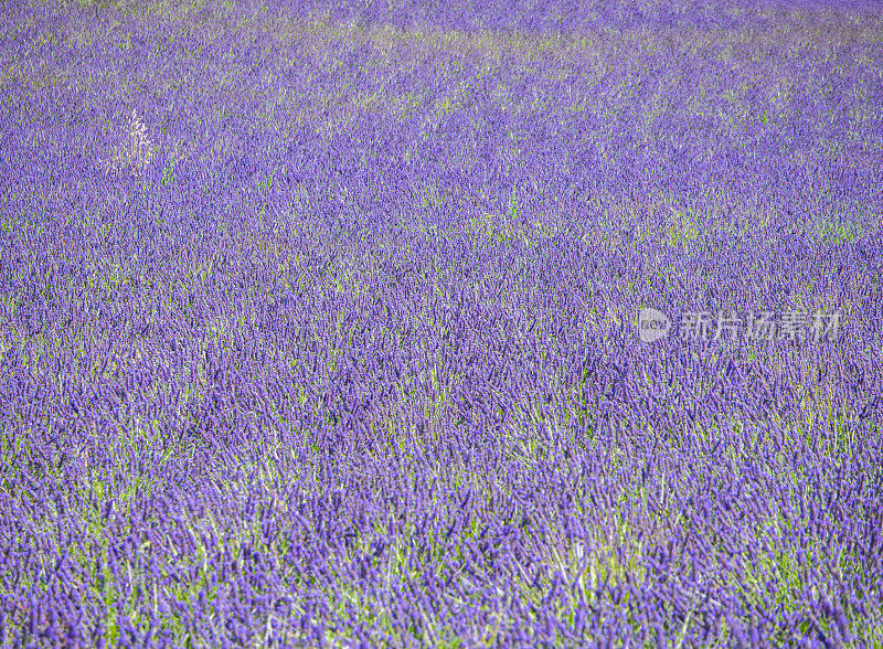 法国普罗旺斯瓦朗索高原的薰衣草田
