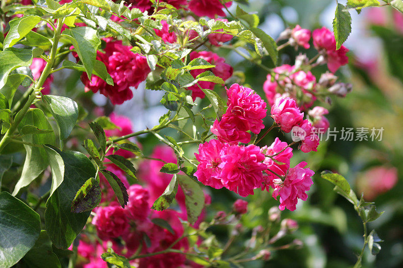 一束一束的小粉红花束和花蕾生长在夏天的花园，粉红色的玫瑰，花瓣和模糊的绿色园艺背景，浪漫的粉红色玫瑰为情人节浪漫的插花，玫瑰灌木灌木户外