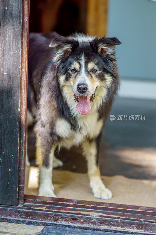 边境牧羊犬站在门口