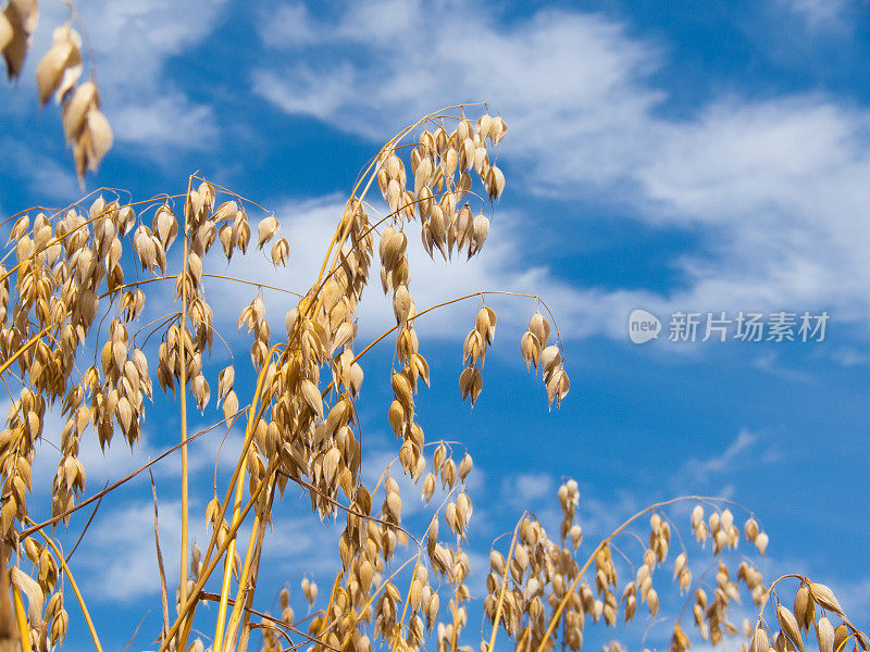 燕麦在收获前种植