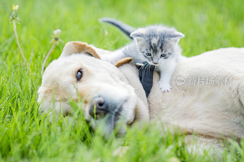 金毛猎犬和小猫朋友的库存照片