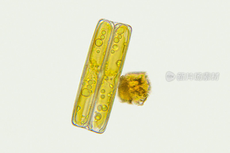 羽藻硅藻分裂的显微照片